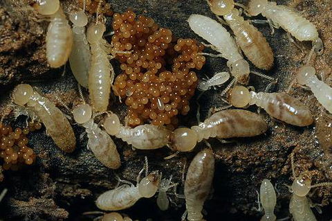 Statewide Pest Solutions - LBG 8