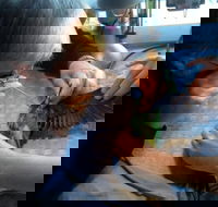 Cannon  Ball Veterinary Surgeons - LBG