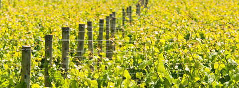 Curlewis Winery - LBG 2