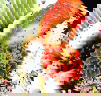 Wildernis Cafe and Bar - LBG