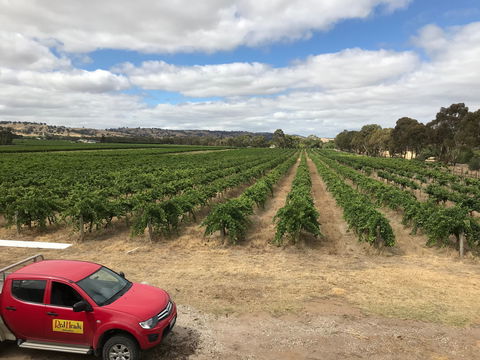 RedHeads Wine - LBG 1
