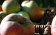 Denmark Heritage Cider Company - thumb 0