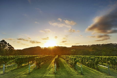 Singlefile Wines - LBG 1