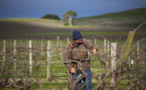 Kurtz Family Vineyards - LBG 0