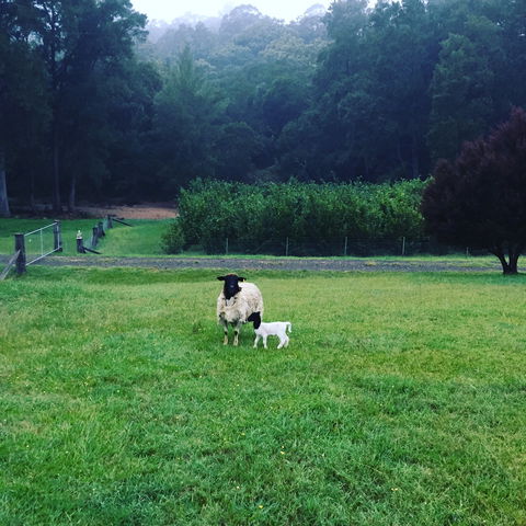Goat Hill Farm - LBG 0