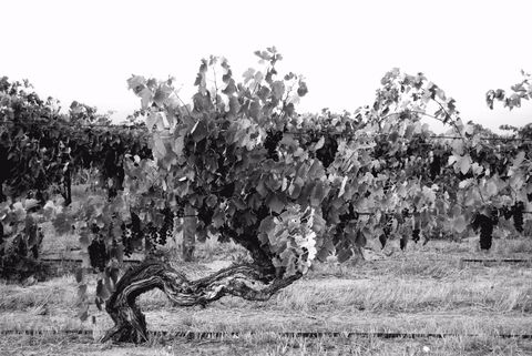 Smallfry Wines Cellar Door - LBG 0