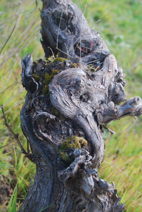 Smallfry Wines Cellar Door - LBG 2
