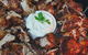 Alwaha Restaurant - thumb 0