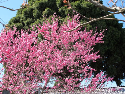 Apple Tree Cottage - LBG 31