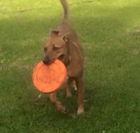 Newcastle K9 Centre - LBG