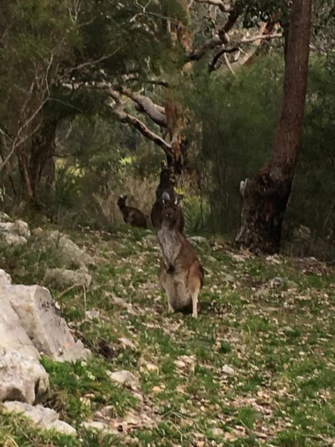 Kangaroo Valley Cottage - LBG 17