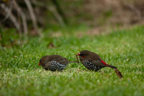 Celestine Retreat - LBG 12
