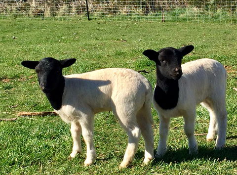 Manna Hill Farm - LBG 2