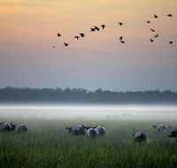 Bamurru Plains - LBG