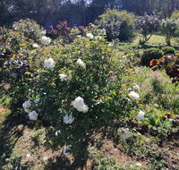 Carisbrook Country Retreat Motel - LBG