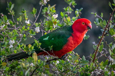 Country Paradise In The Gully - LBG 2