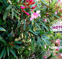 Mercury motor inn - LBG