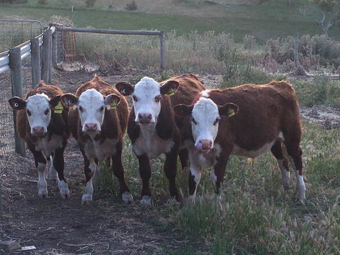 Morella Farm - LBG 2