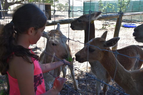 Morella Farm - LBG 3