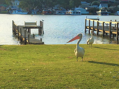 Riverfront Getaway - Mannum - LBG 0