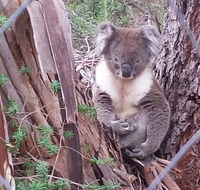 Stringybark Hills Retreat - LBG