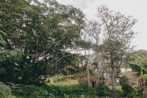 The Eumundi Dairy - LBG 1
