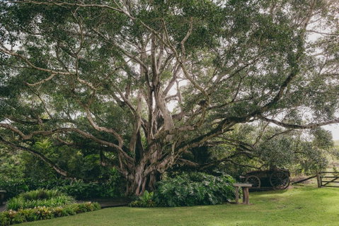 The Eumundi Dairy - LBG 2