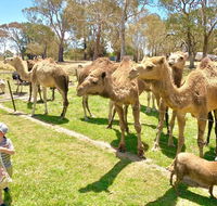 The Funny Farm - Animals / Churchhouse / Amazing Experience - LBG