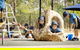 Good Shepherd Lutheran College NT - thumb 0