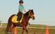 Concise Equestrian Centre - thumb 0