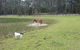 Arizona Horse Agistment Centre - thumb 2