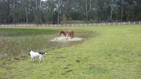 Arizona Horse Agistment Centre - LBG 2
