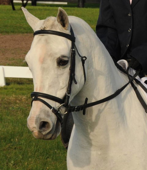 Encantador The Riding School - LBG 2