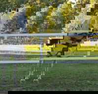 Townsville Agistment - LBG