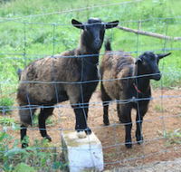 Alstonville Country Cottages - LBG