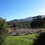 Bornes Hill ACT LBG