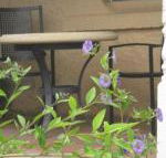 Amalie Cottage Waikerie Unit 1 - LBG