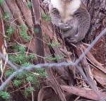 Stringybark Hills Retreat - LBG