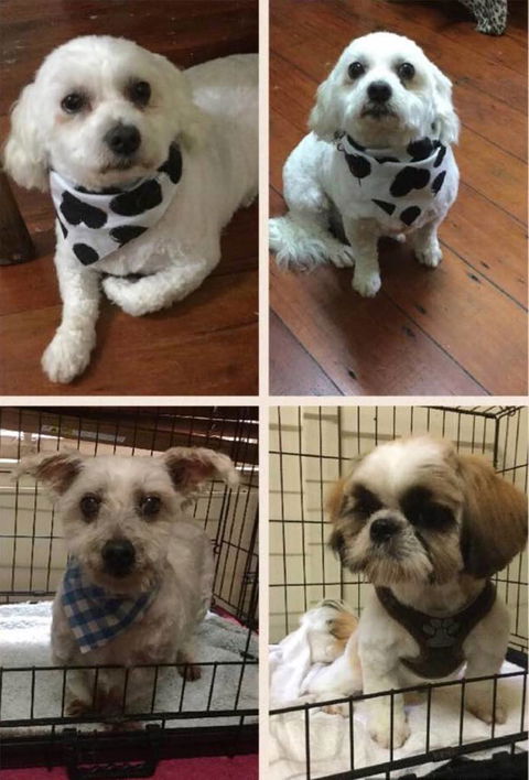 Doggie Barber - LBG 3