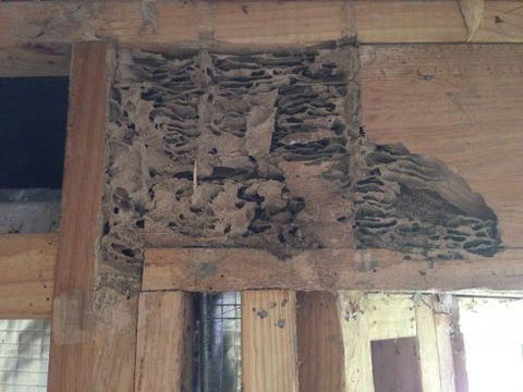 Bundaberg Building & Pest Inspections - LBG 3