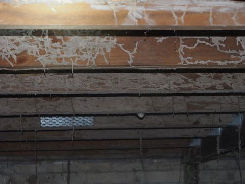 Bundaberg Building & Pest Inspections - LBG 4