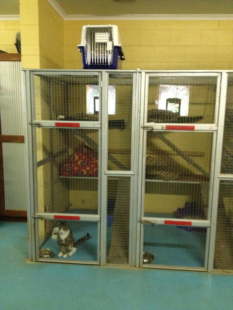 Purrs & Paws Pet Resort–NT Agent For Ozpet Transport - LBG 0