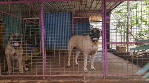 Purrs & Paws Pet Resort–NT Agent For Ozpet Transport - LBG 3