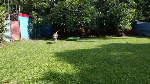 Purrs & Paws Pet Resort–NT Agent For Ozpet Transport - LBG 4