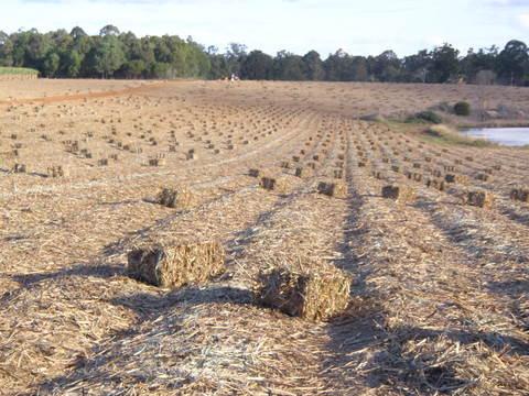Lawn Turf Supplies Maryborough QLD LBG