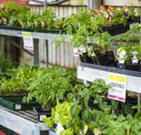 Plants Whitsunday - LBG