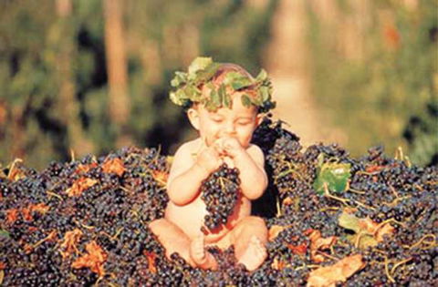 Shannonvale Tropical Fruit Winery - LBG 0