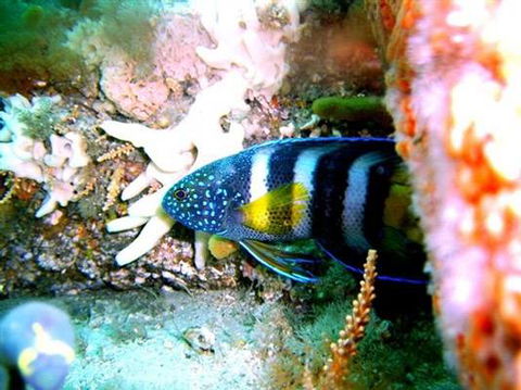 Feet First Dive - LBG 4