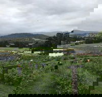 Kareelah Berry Farm - LBG