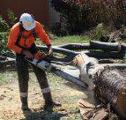 Full Tree Service  Stump Removal - LBG